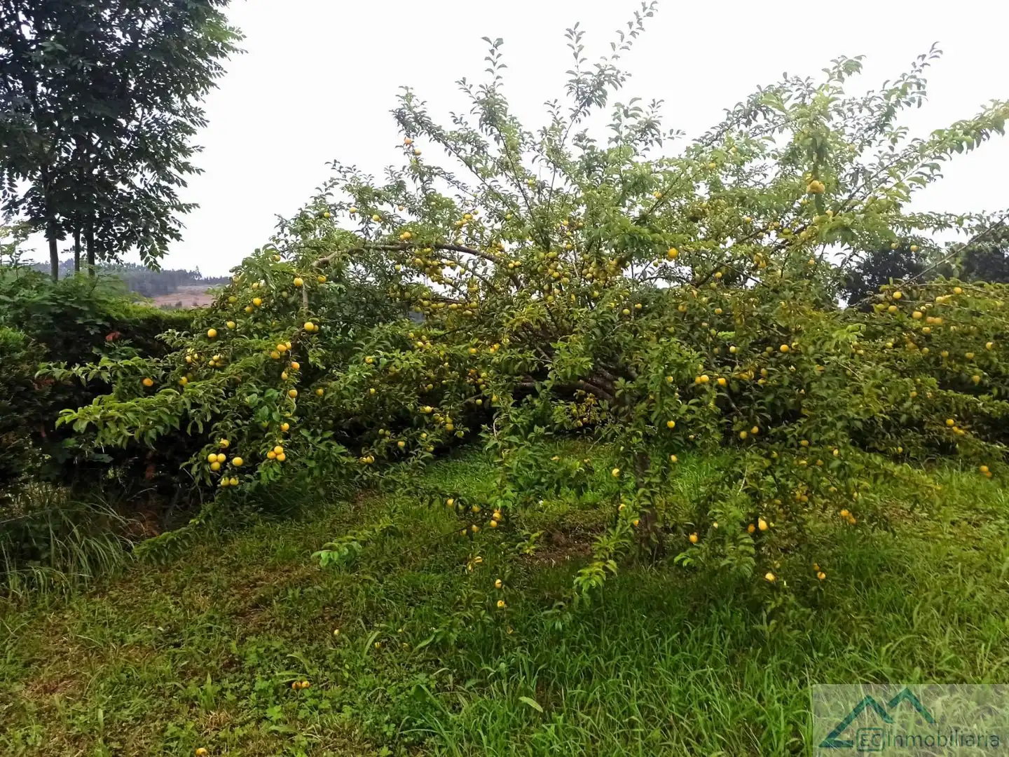 Finca rústica en venta en Barrio el Bardal, Zurita