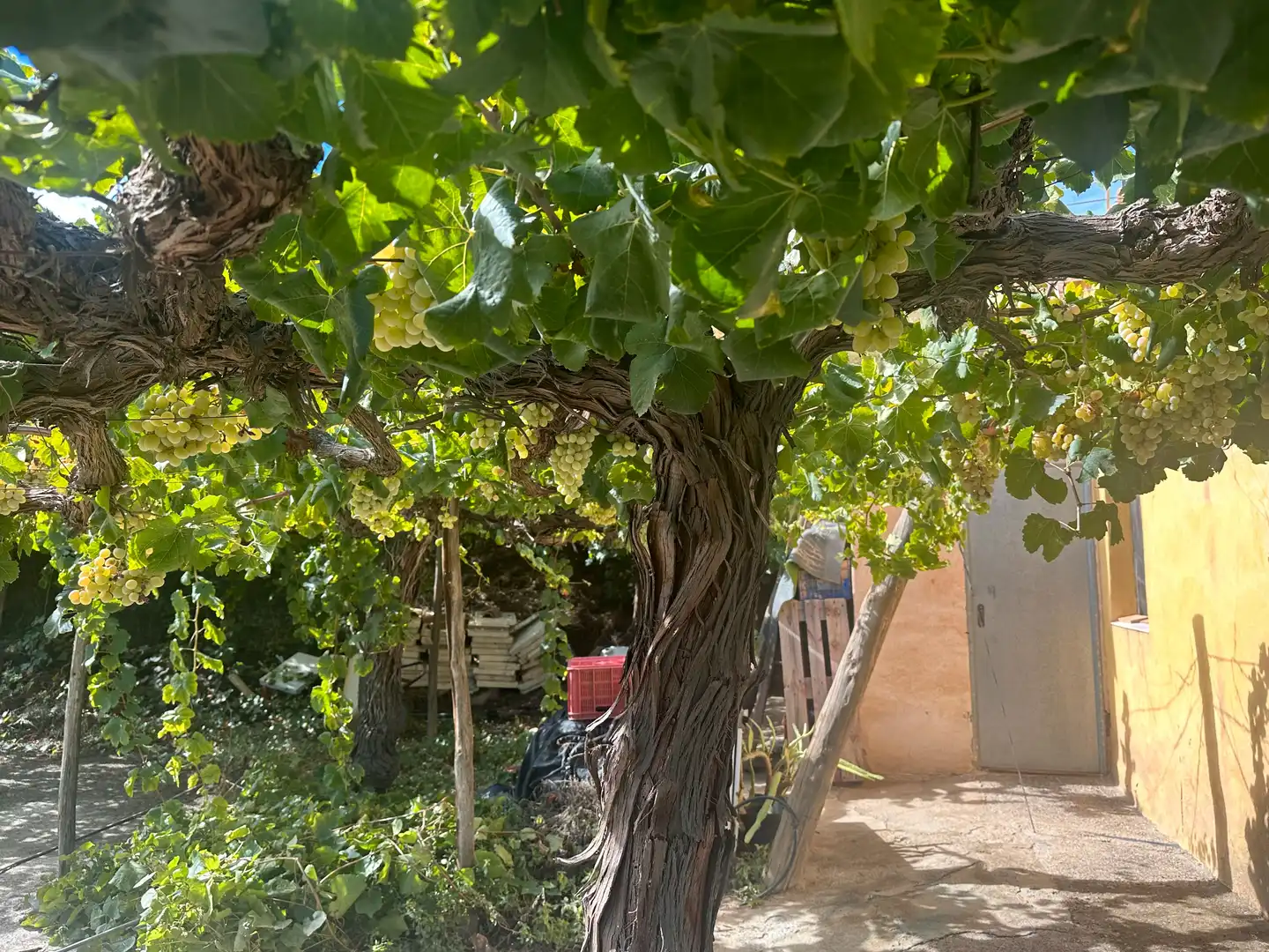 Jardí de Finca rústica en venda en Canjáyar amb Jardí privat, Terrassa i Traster