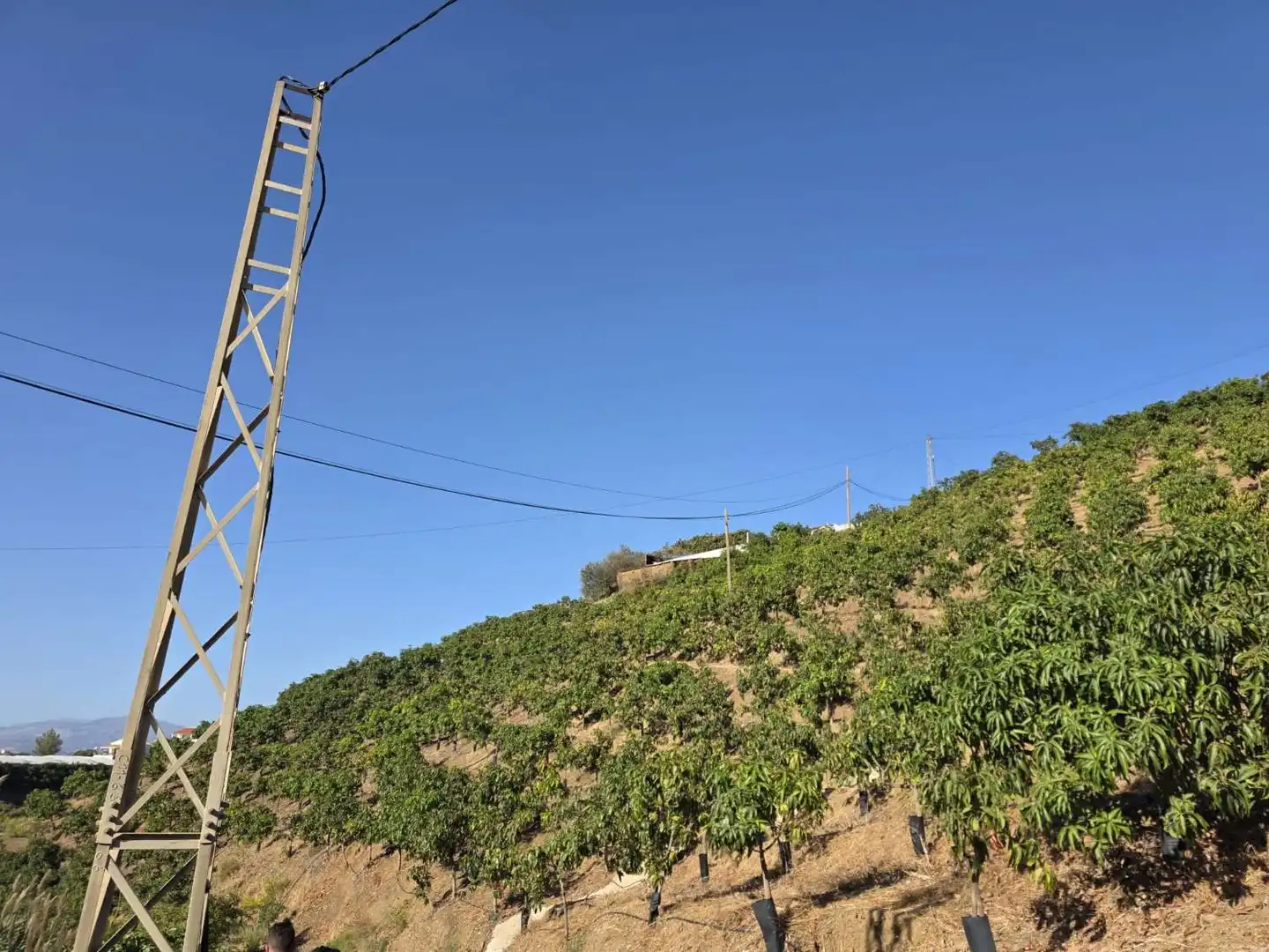 Vista exterior de Finca rústica en venta en Benamocarra con Terraza y Piscina