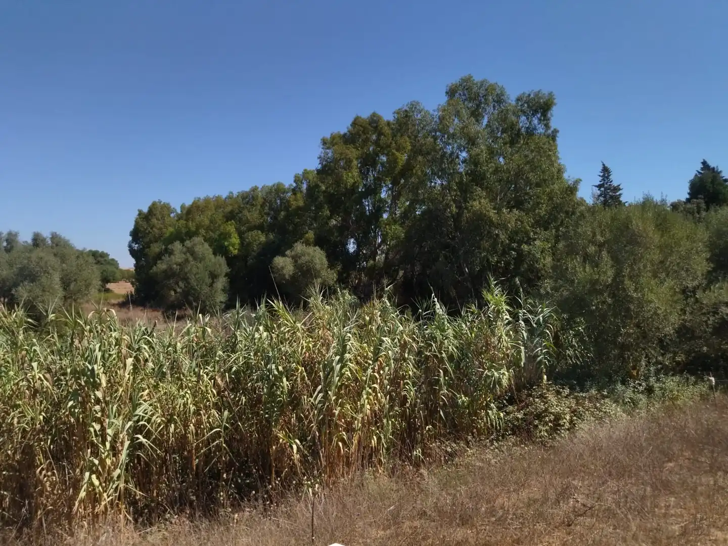 Terreno rustico in vendita a Zahora, imagen 2