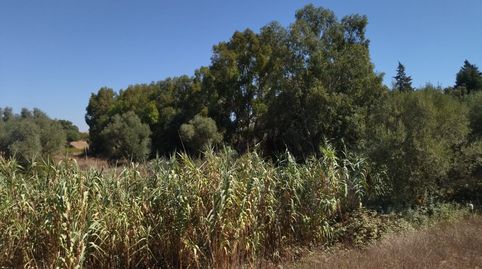 Parcela en Playa Mangueta, image 2