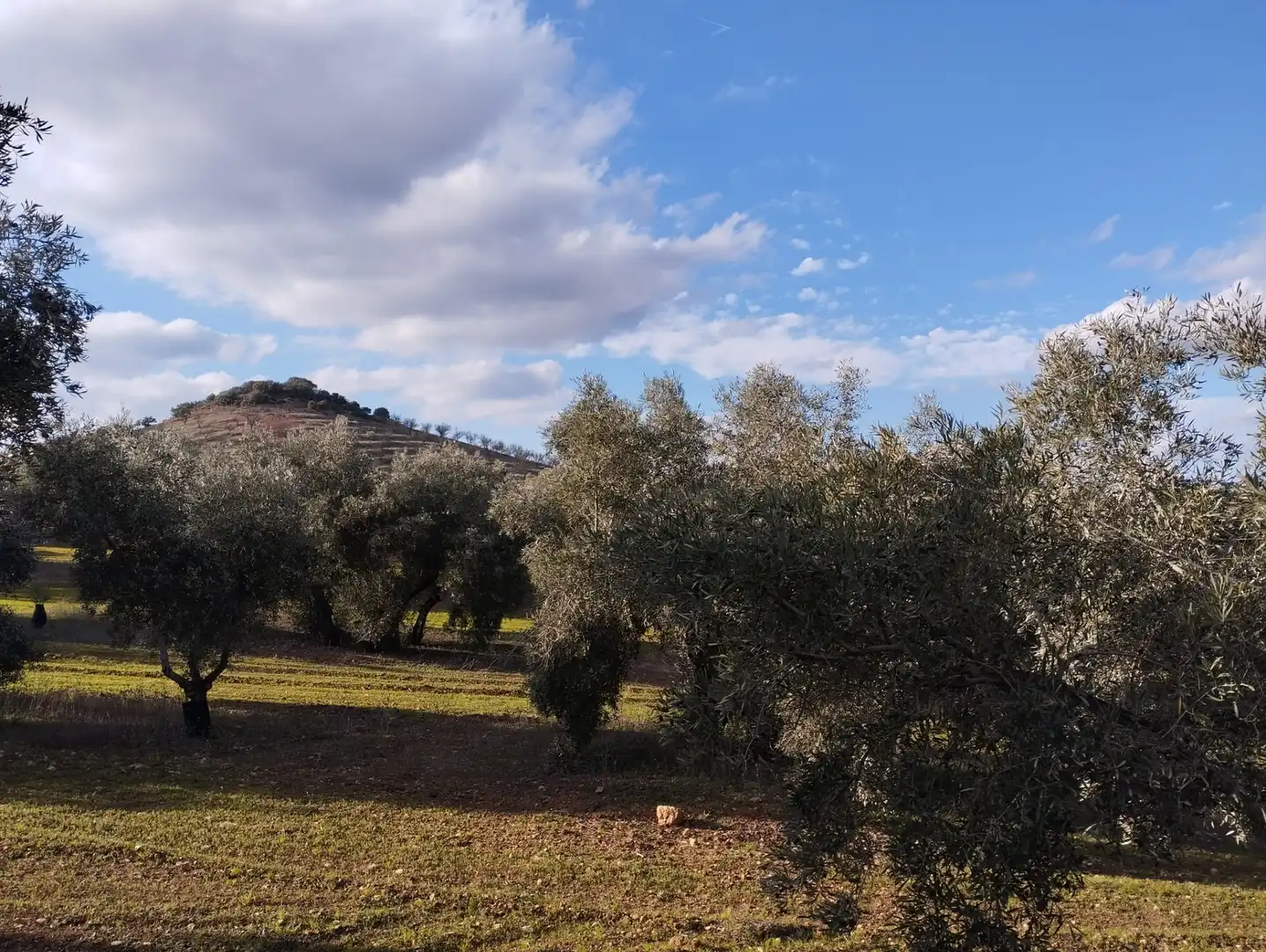Rural land for sale in Calle Río Anzur, imagen 15