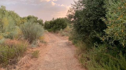 Foto 5 de Terreno en venta en A-436, 24, Lora del Río, Sevilla