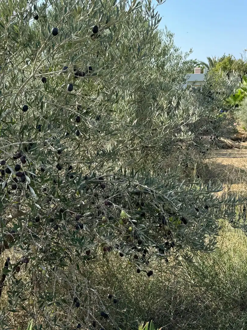 Jardí de Finca rústica en venda en Elche / Elx amb Aire condicionat, Calefacció i Jardí privat