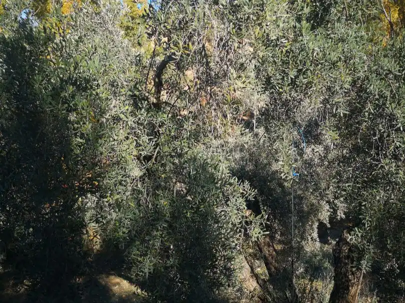 Jardín de Terreno en venta en Deifontes