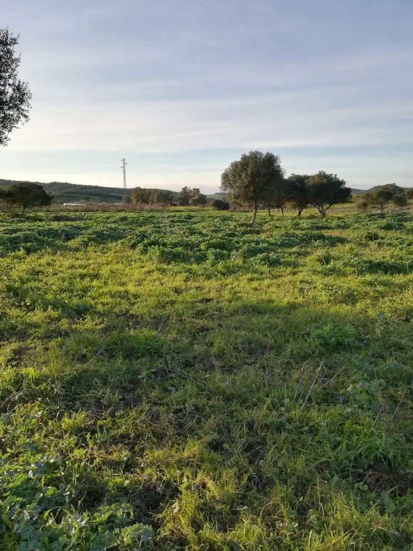 Terreny rústic en venda a Medina Sidonia, imagen 6
