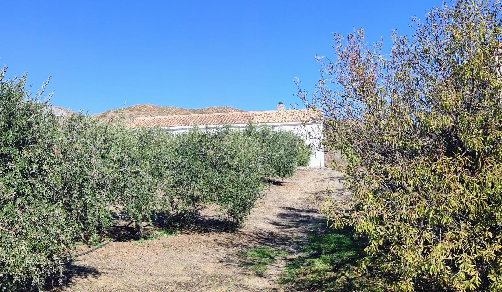 Jardí de Casa o xalet en venda en Macael