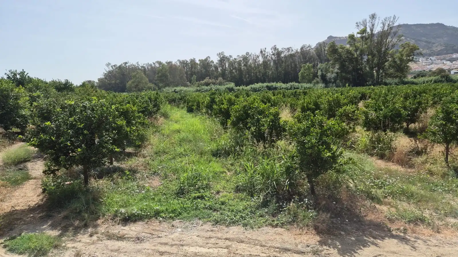 Terreny rústic en venda a A-357, imagen 3
