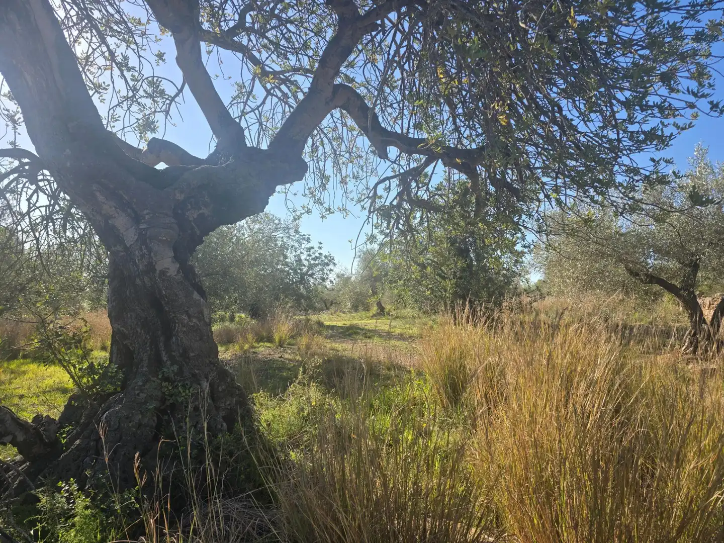 Terreno rustico in vendita a Alcanar, imagen 4