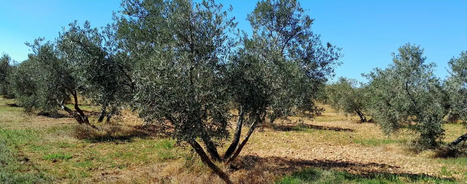 Rural land for sale in Valdepeñas, imagen 2