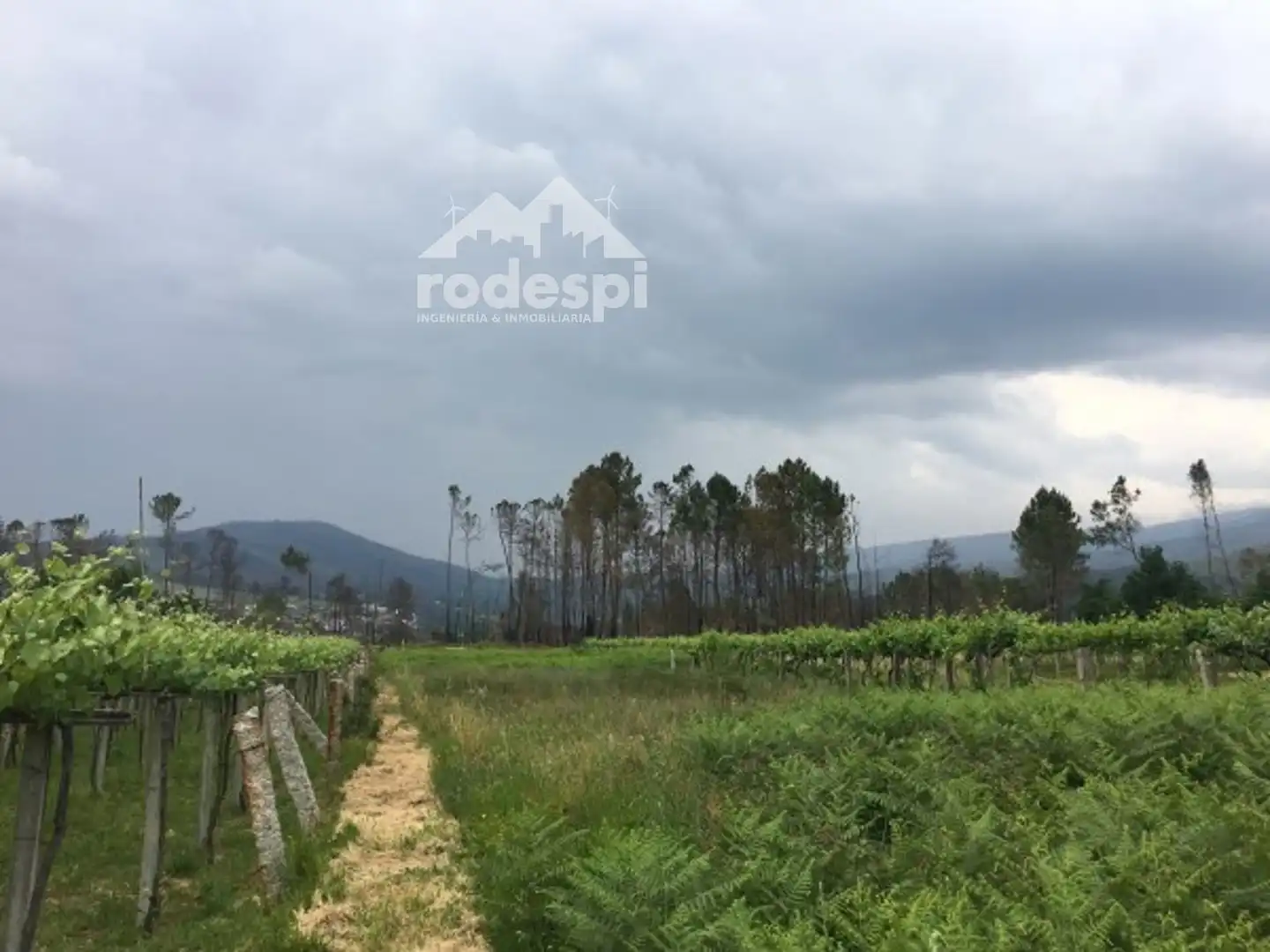 Terrain rustique à vendre à As Neves, imagen 4