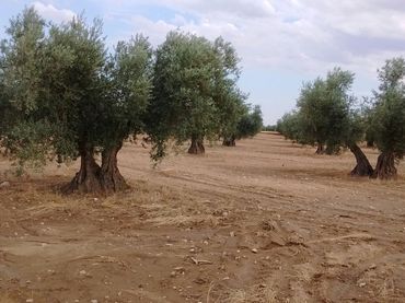 Terreno rustico in vendita a Mora