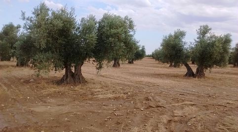 OLIVAR EN ZONA DE MORA CON 270 OLVIAS