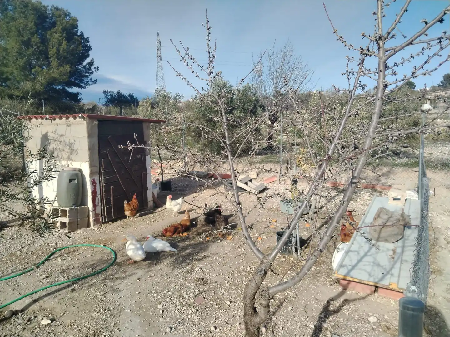 Terreny rústic en venda a Partida de Castalla a Saix, imagen 5