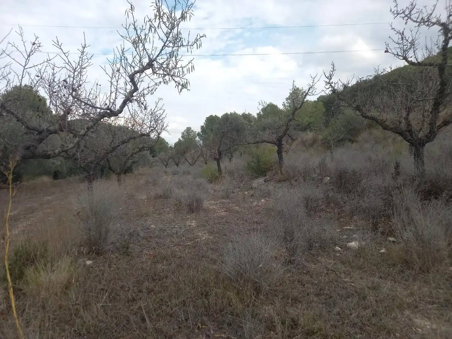 Rural land for sale in Benissanet, imagen 8