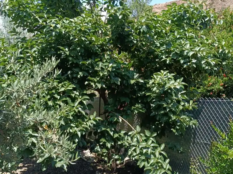 Jardín de Terreno en venta en Ugíjar