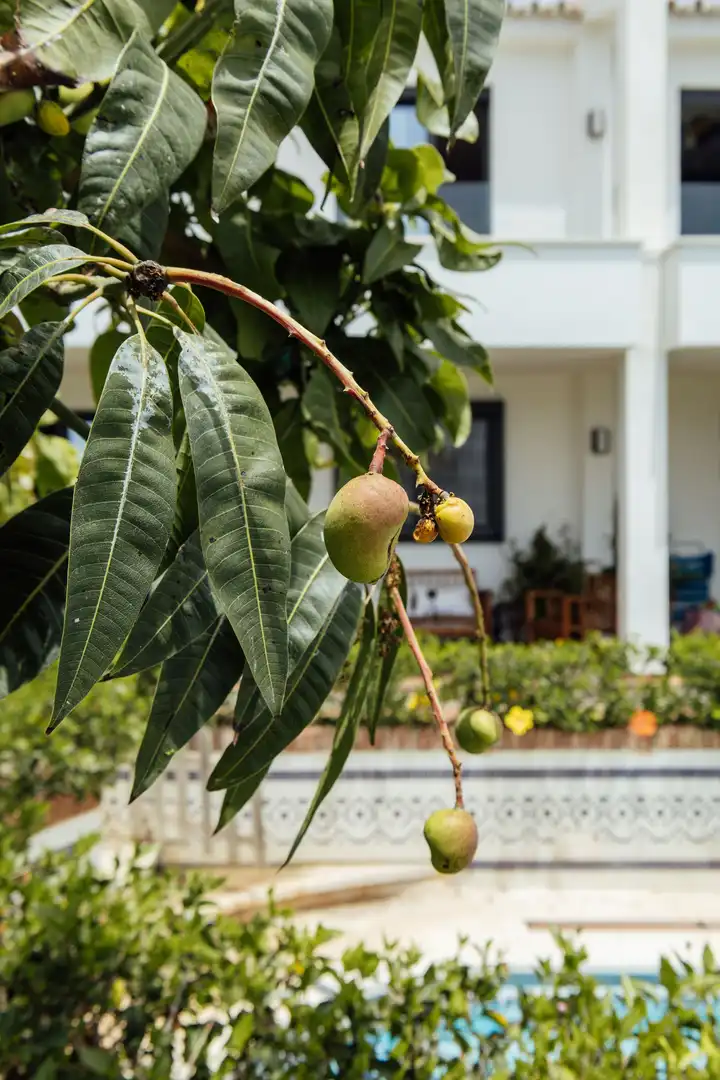 Garden of Houses for rent in Vélez-Málaga  with Terrace