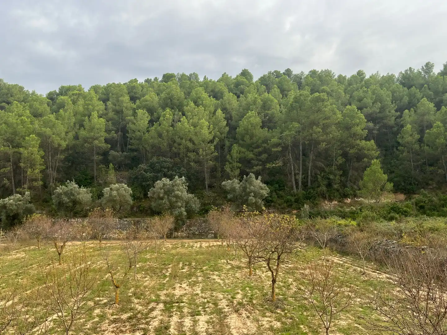 Terreni e lotti in vendita a Arens de Lledó, imagen 3