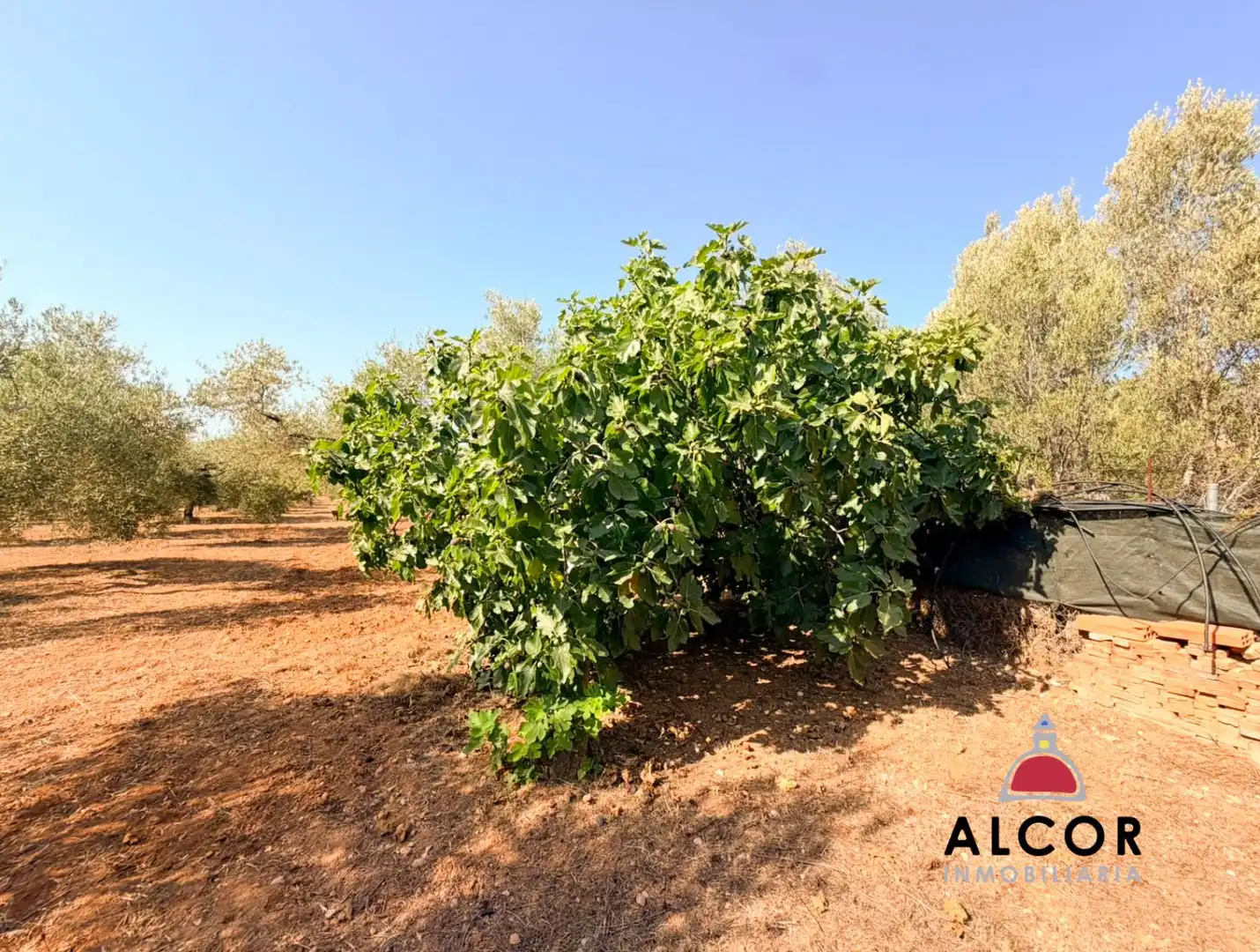 Finca rústica en venta en Peñíscola / Peníscola