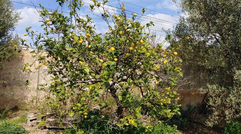 Photo 4 of Residential for sale in Son Adolsa Via Ferrea, Mare de Déu de Lluc, Palma de Mallorca