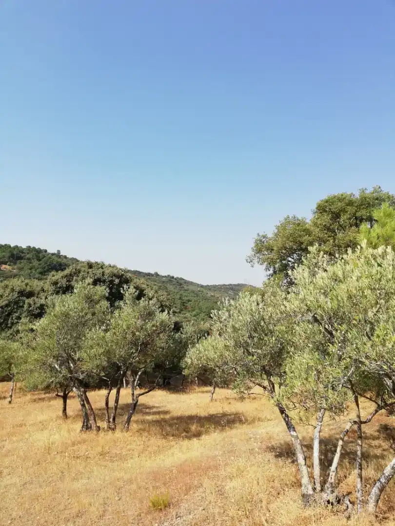 Finca rústica en venda en Plasencia amb Jardí privat, Traster i Piscina