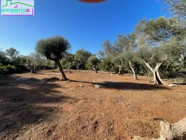 Rural land for sale in Felanitx Poble, imagen 15