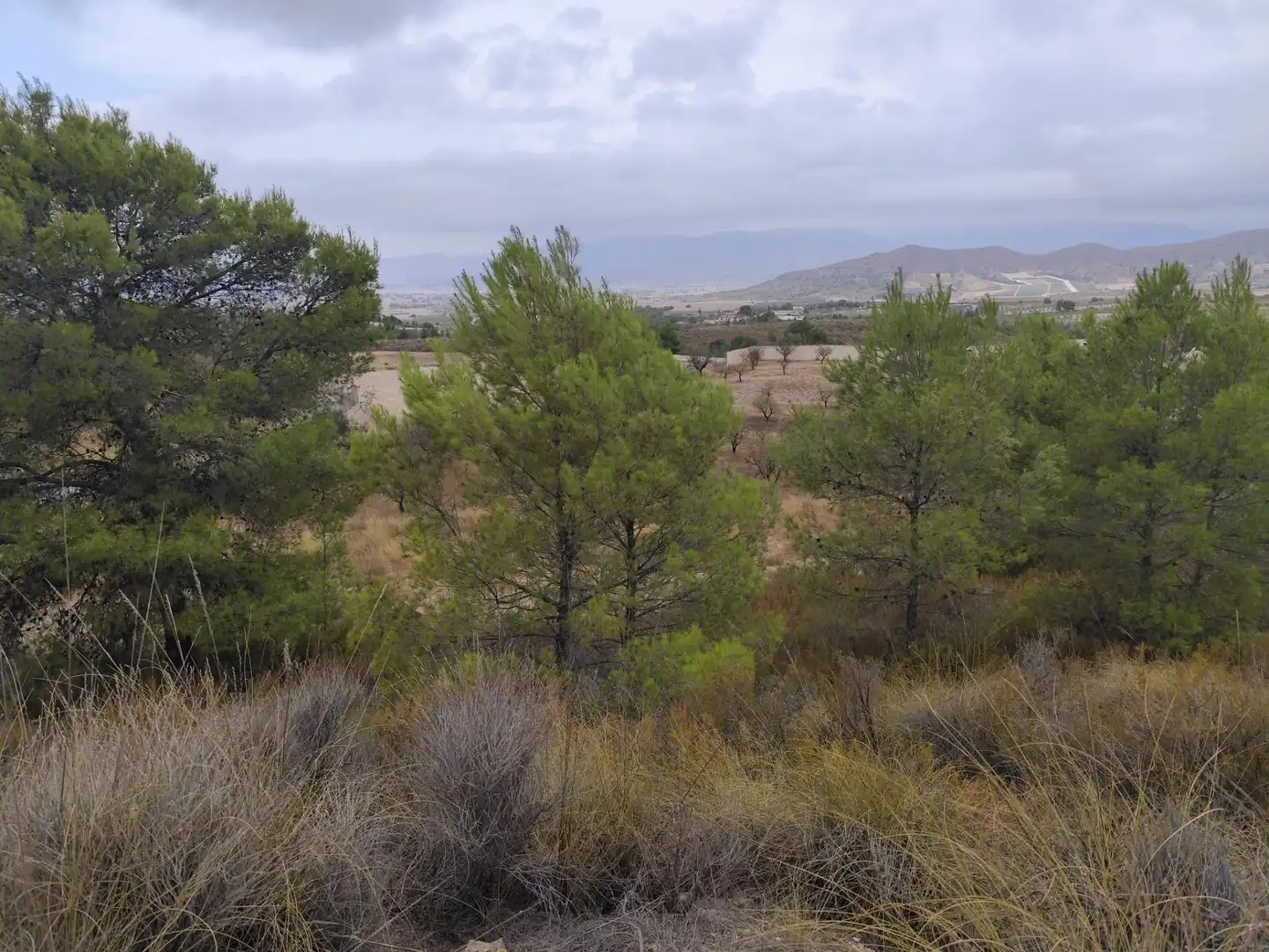 Terreno rustico in vendita a Pedanías Centro, imagen 3