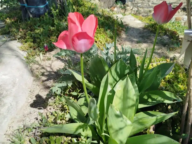 Jardín de Terreno en venta en Villanueva de la Concepción