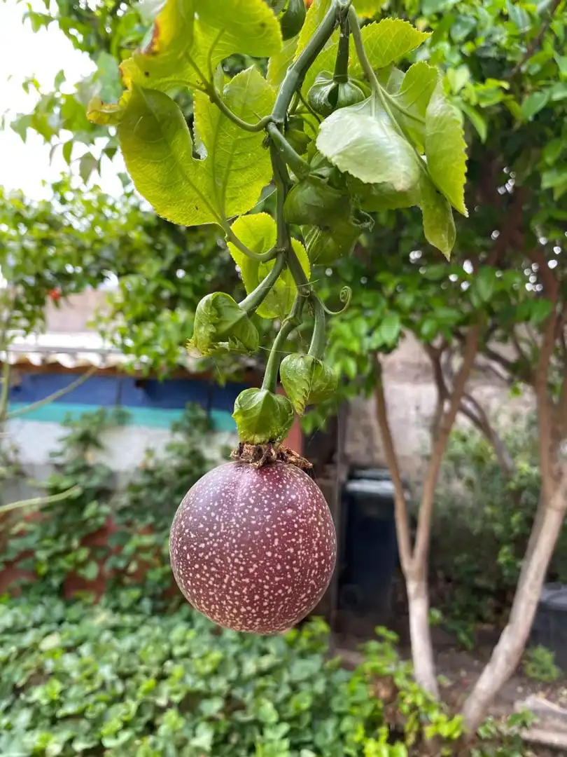 Jardí de Casa o xalet en venda en Buenavista del Norte