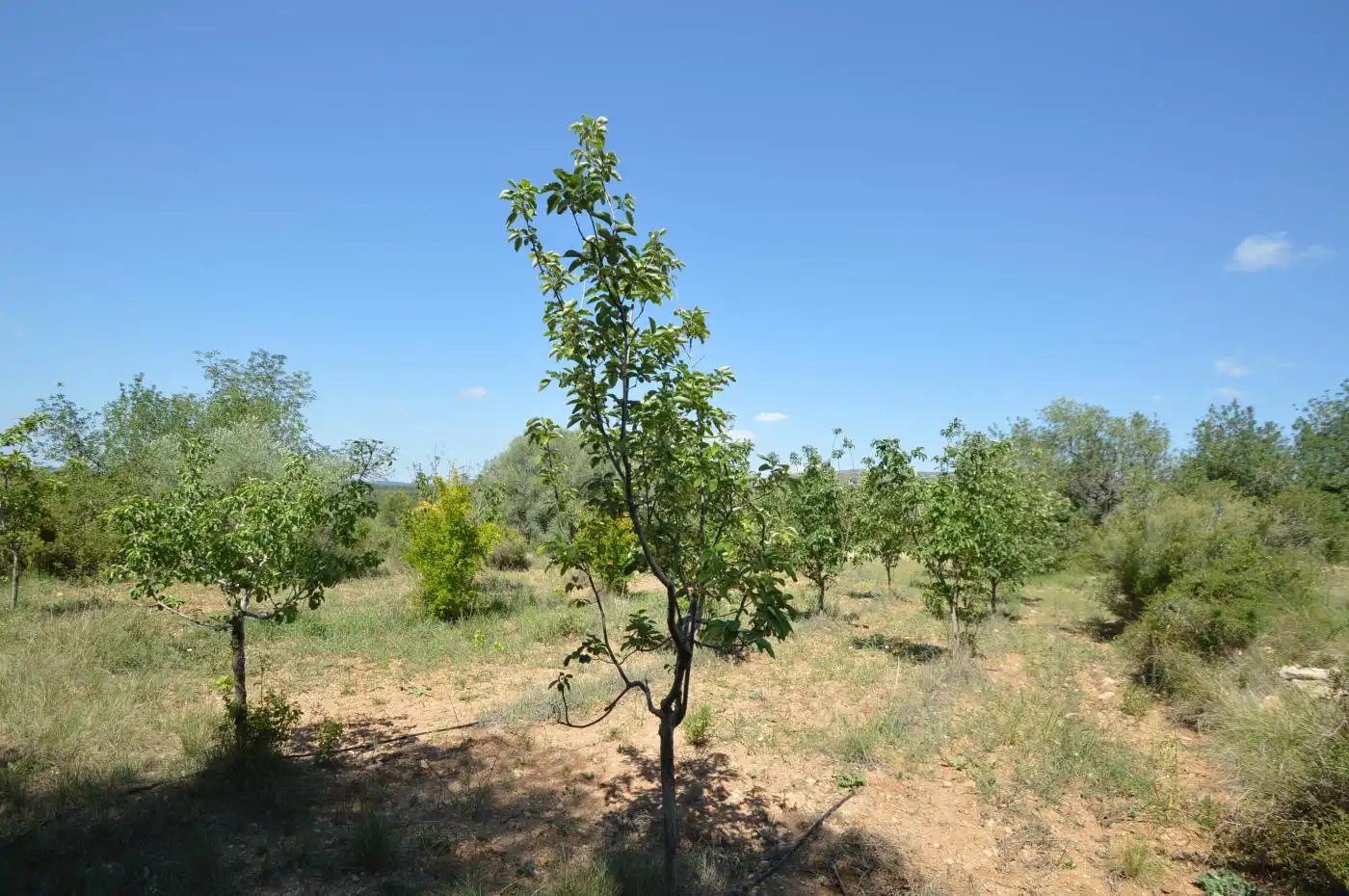 Terreno rustico in vendita a Carrer Malentivet, imagen 8