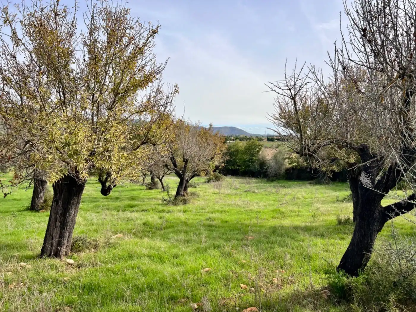 Casa rustica in vendita a Campanet, imagen 9