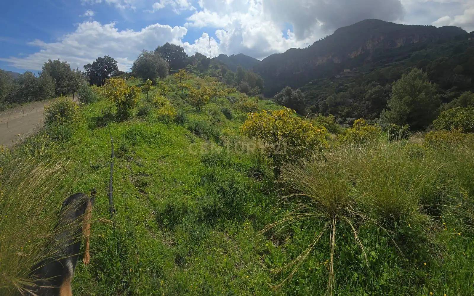 Terreno rustico in vendita a Polígono 11 Parcela 110 EL CERRILLAR. LOS GUAJARES (GRANADA), imagen 2