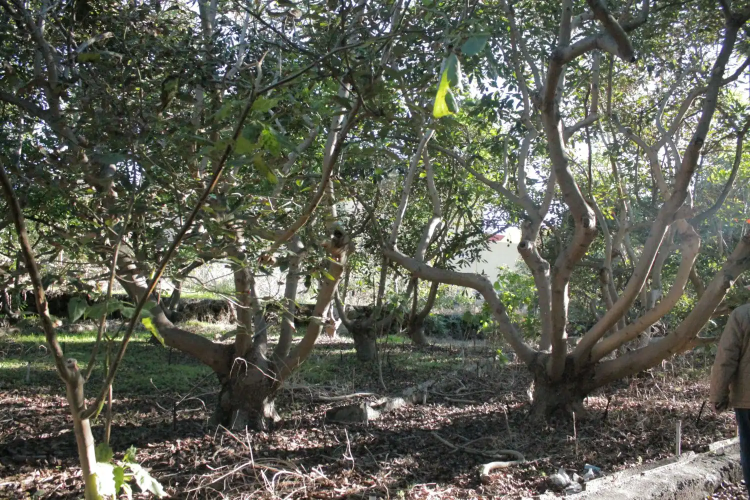 Jardín de Casa o chalet en venta en Los Realejos con Balcón