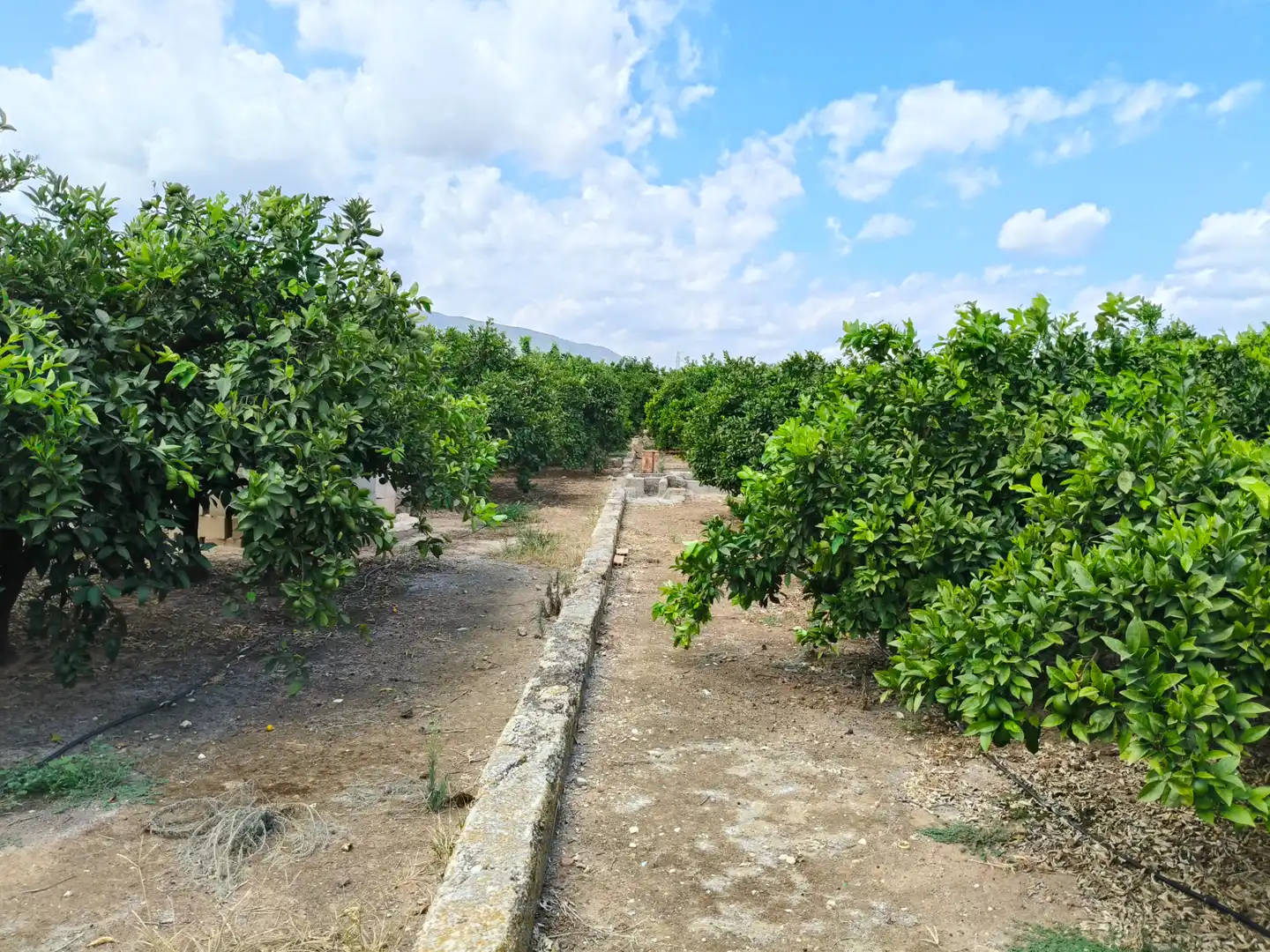 Rural land for sale in Partida Pla 42, imagen 13