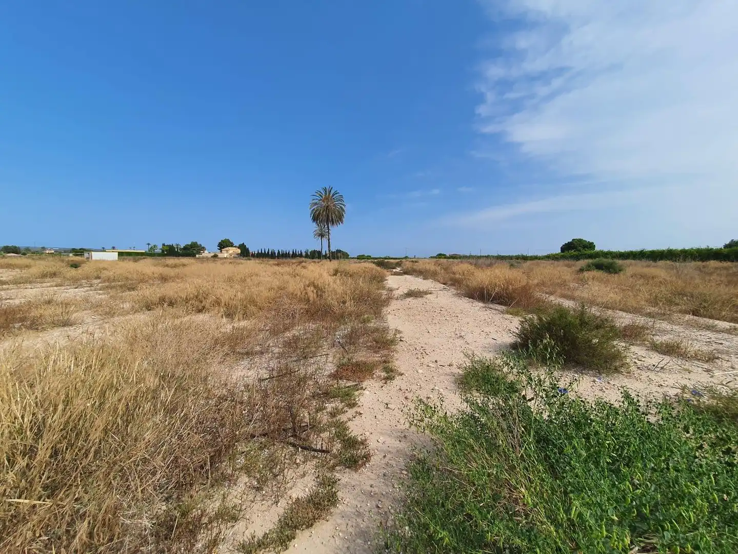 Terrain rustique à vendre à Elche ciudad, imagen 9