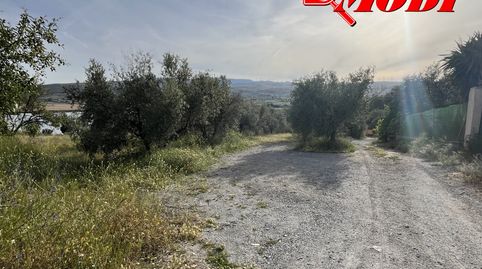 Finca rústica con 575 m2 según catastro ,lindando a camino y cerquita de la carretera Nacional , sembrada de olivos y con acceso c, imatge 4