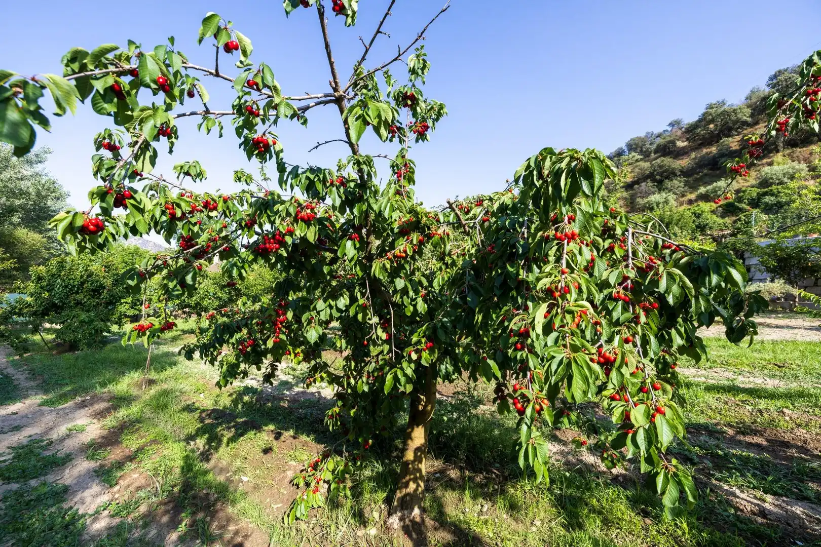 Terreni e lotti in vendita a Paseo Paseo Duquesa s/n
