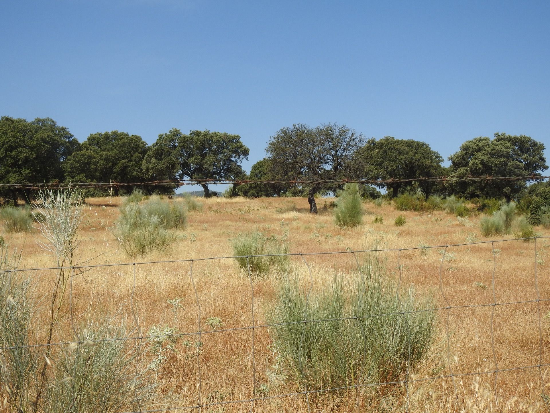 Land for sale in Villar del Pedroso