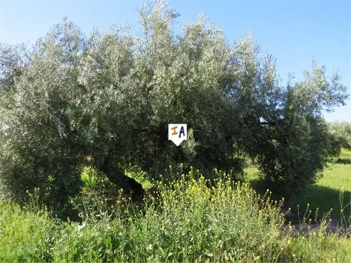 Terreni e lotti in vendita a Martos, imagen 7