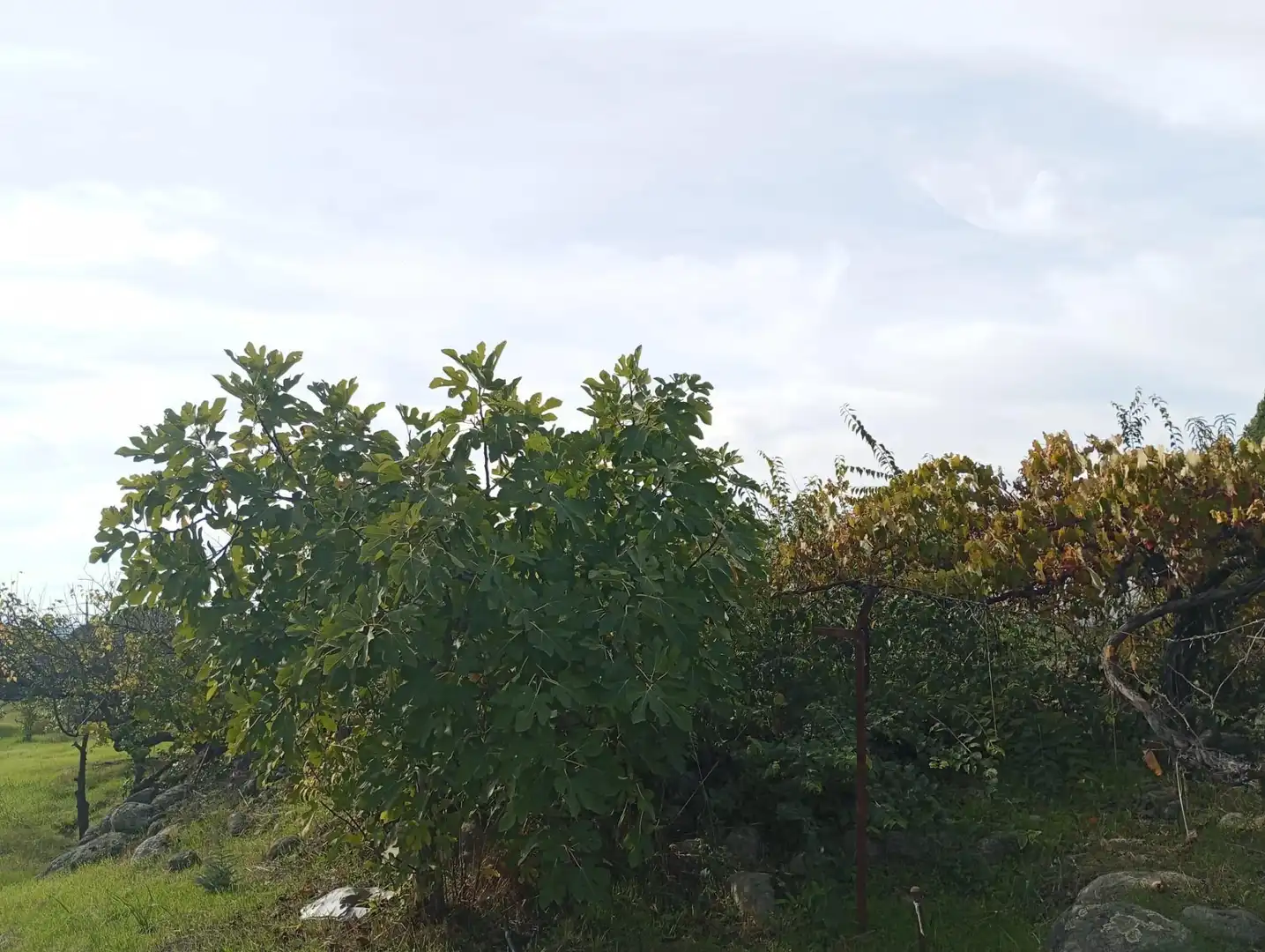 Terreni e lotti in vendita a Candeleda, imagen 5