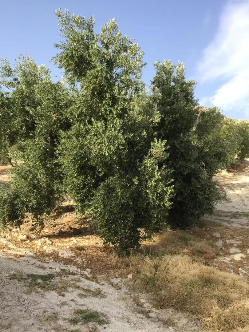 Terreni e lotti in vendita a Bedmar y Garcíez, imagen 3