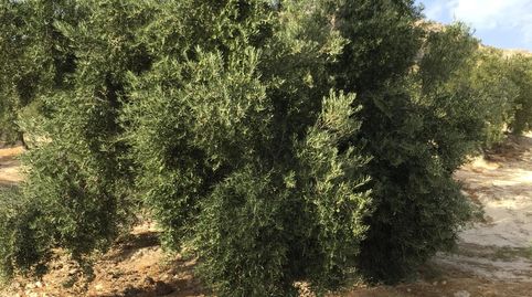 SE VENDE FINCA 1040 OLIVOS EN JÓDAR, imatge 3