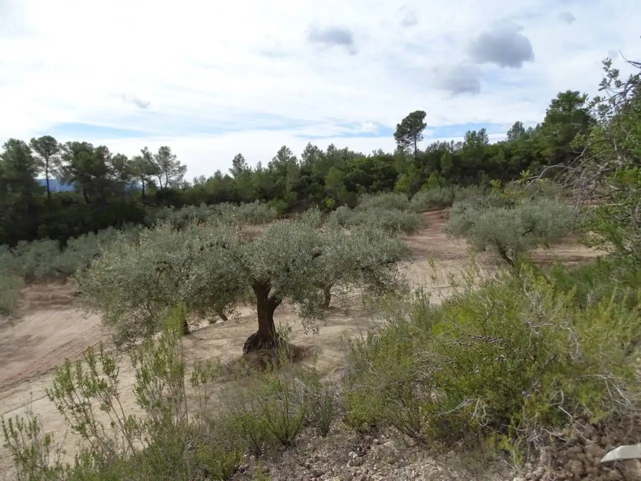 Terrain résidentiel à vendre à Xerta, imagen 6