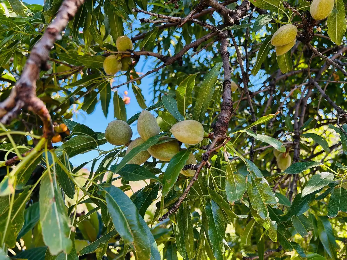 Xalet amb jardí en venda a Lugar Hoya de Tunte 13, imagen 34
