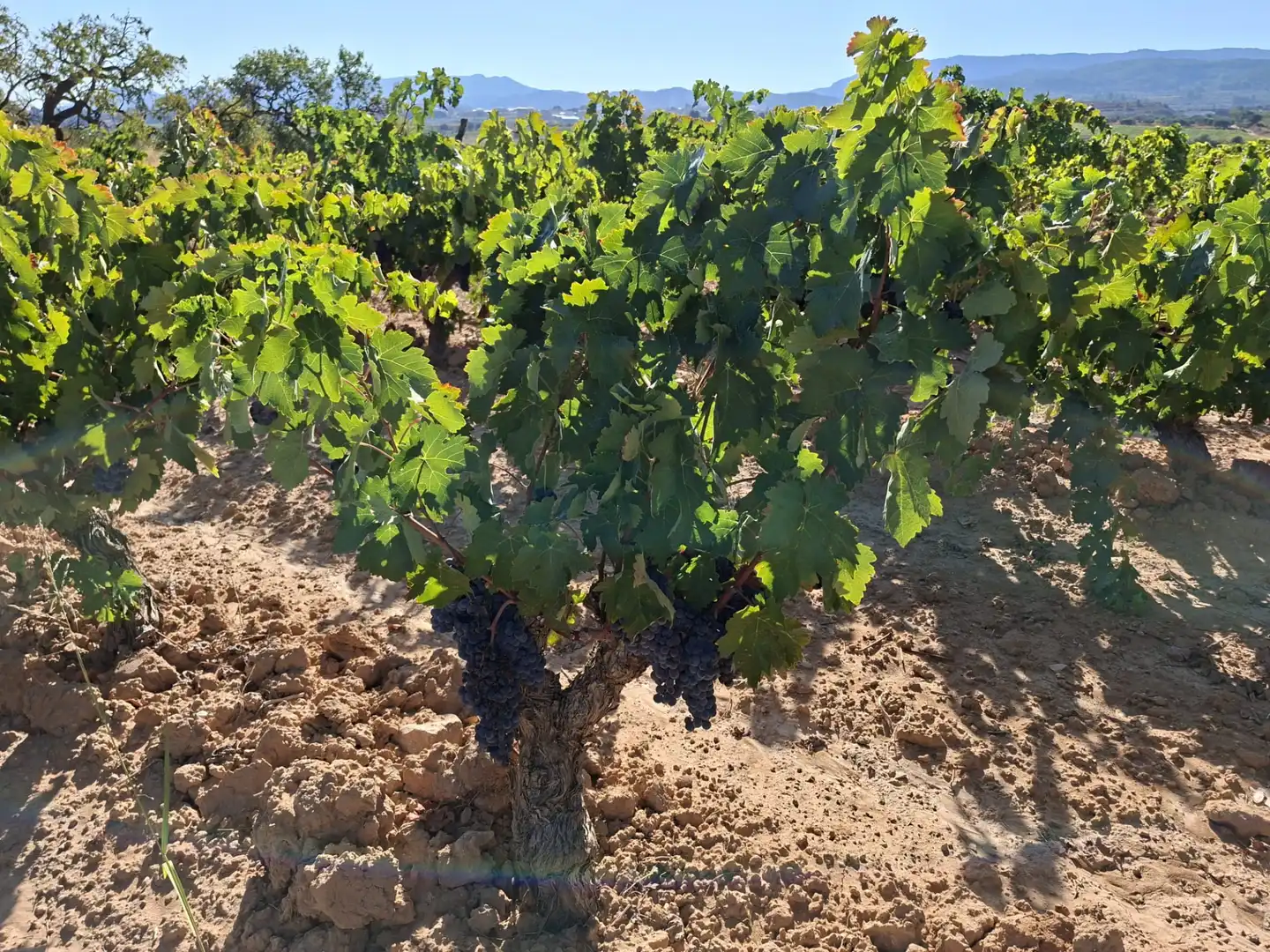 Terreno rustico in vendita a Avinguda d'Aragó 37, imagen 3