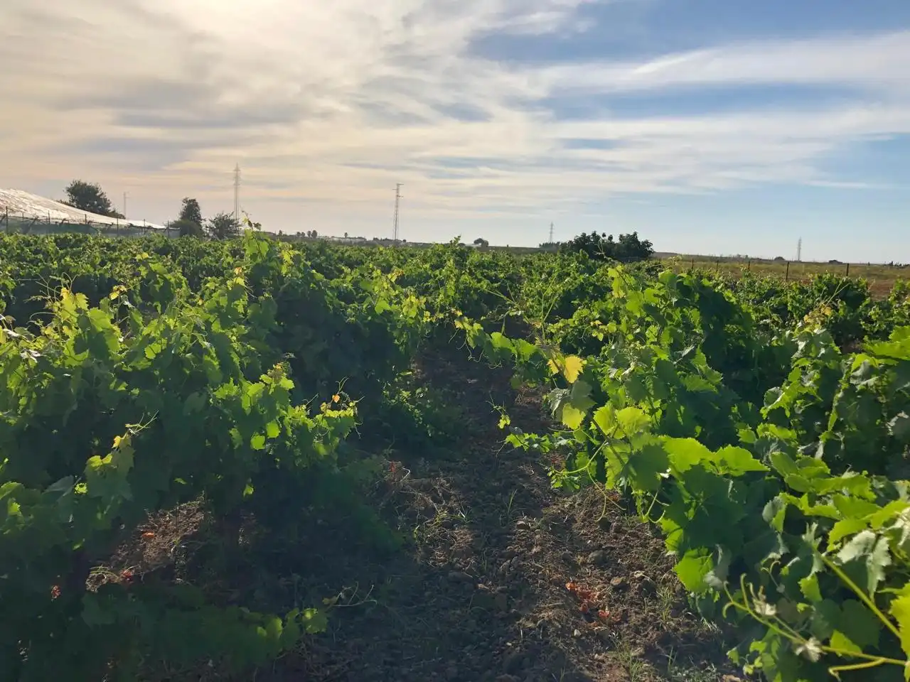 Terreni e lotti in vendita a Jerez, imagen 7