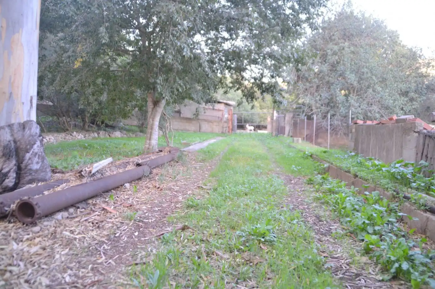 Maison rustique avec piscine à vendre à Sa Pobla, imagen 6