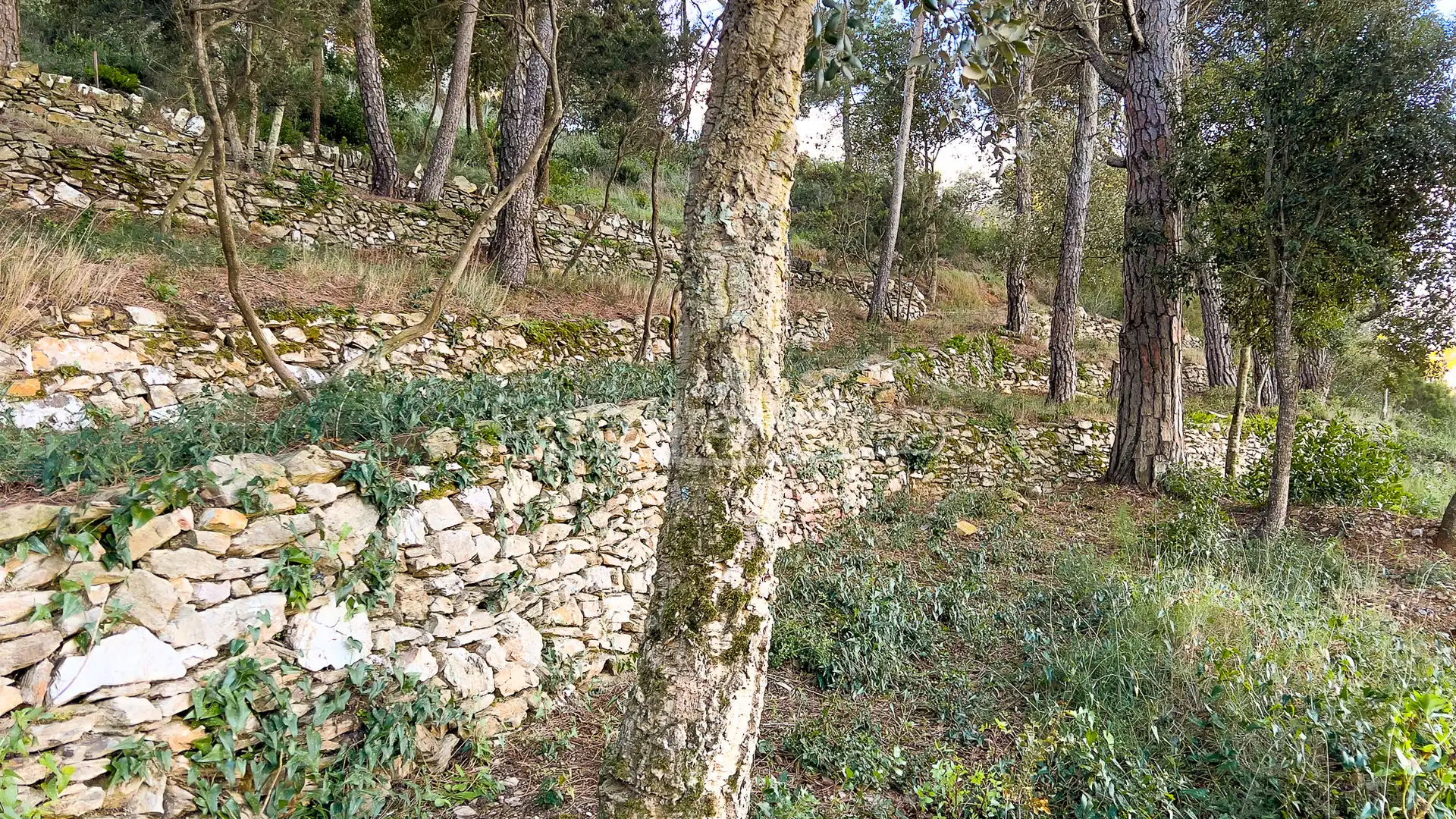 Terrenos y solares en venta en Carrer de Son Rich, imagen 13