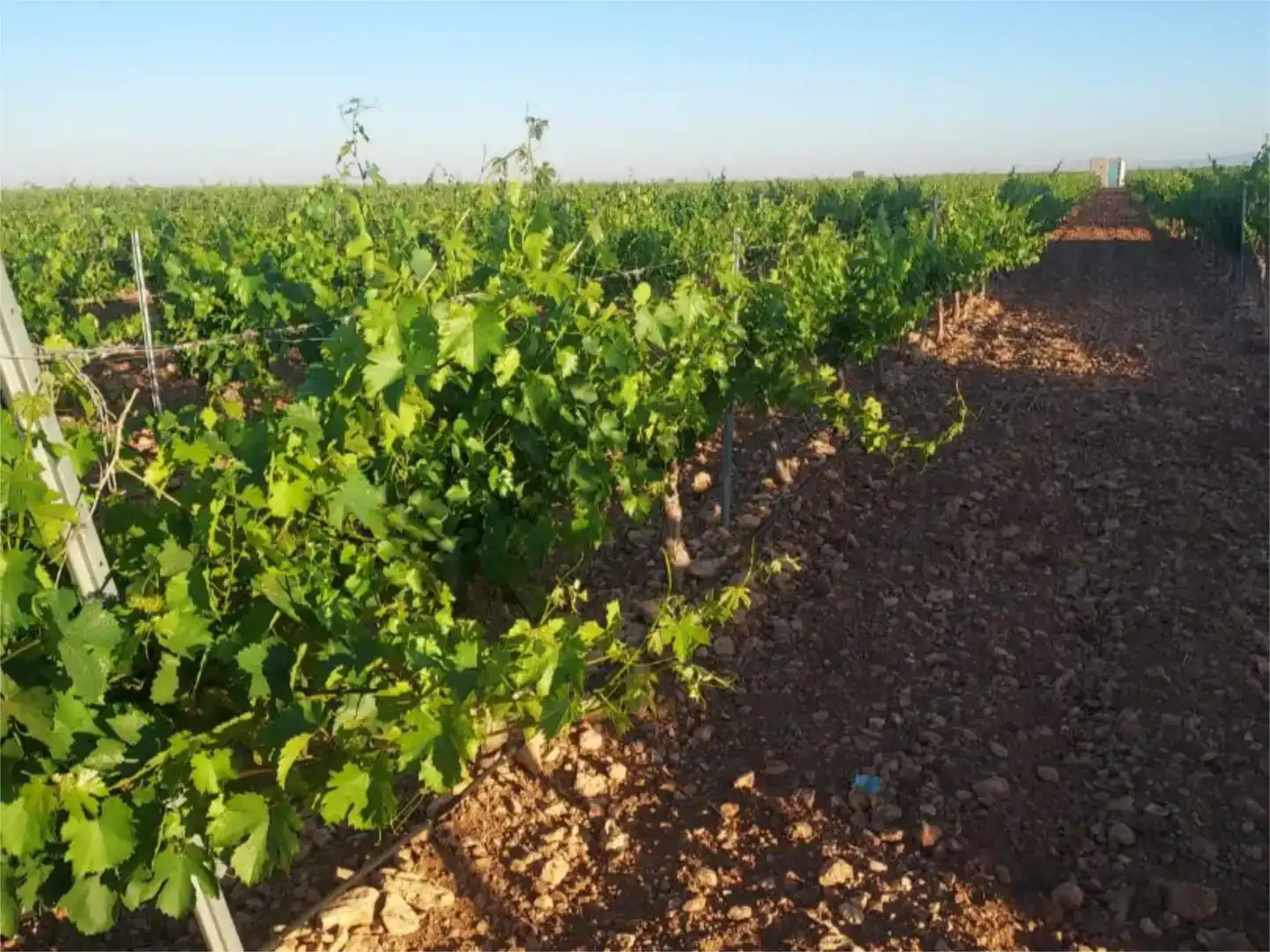 Finca rústica en venda en Manzanares