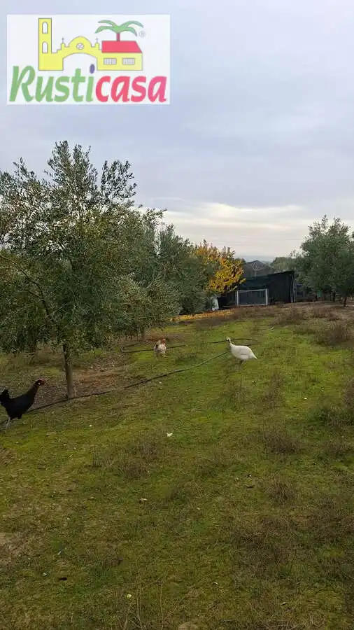 Terreni e lotti in vendita a Sevilleja, imagen 8